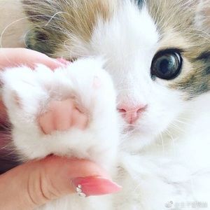 Meet your Posher, Bella